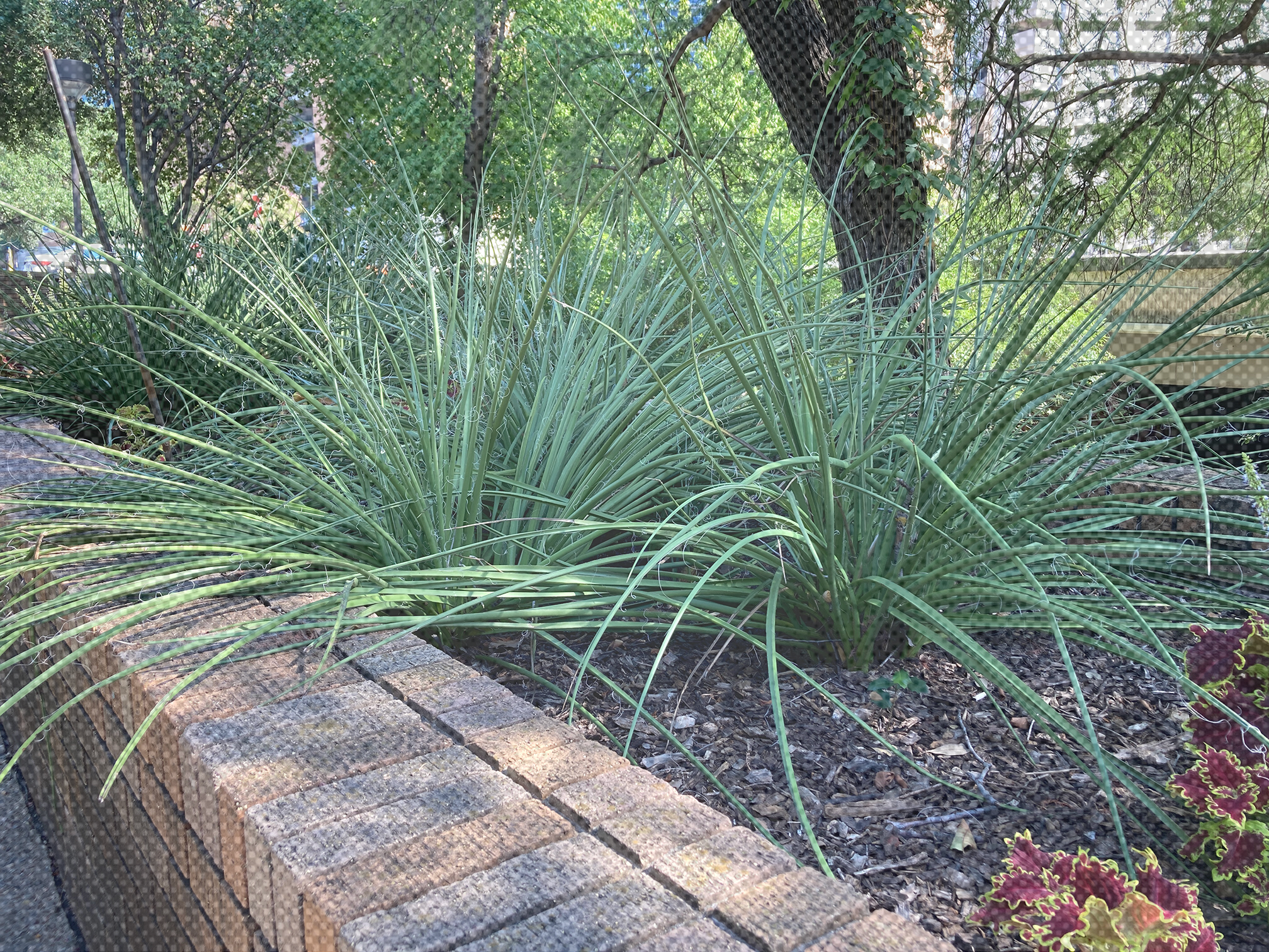A picture of Red Yucca